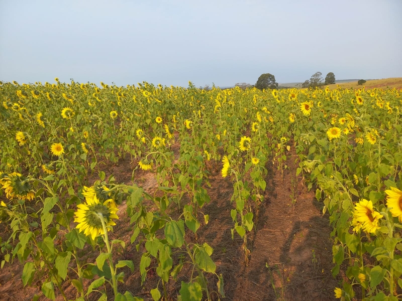 Video campo-de-girassois-toledo
